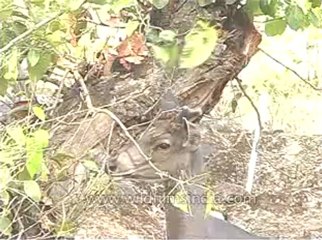 Sambar-kanha-mdv-540-5.flv