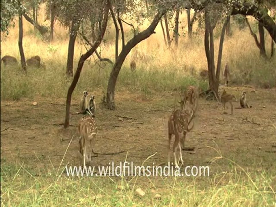 Sariska_HDC_62b_1.flv
