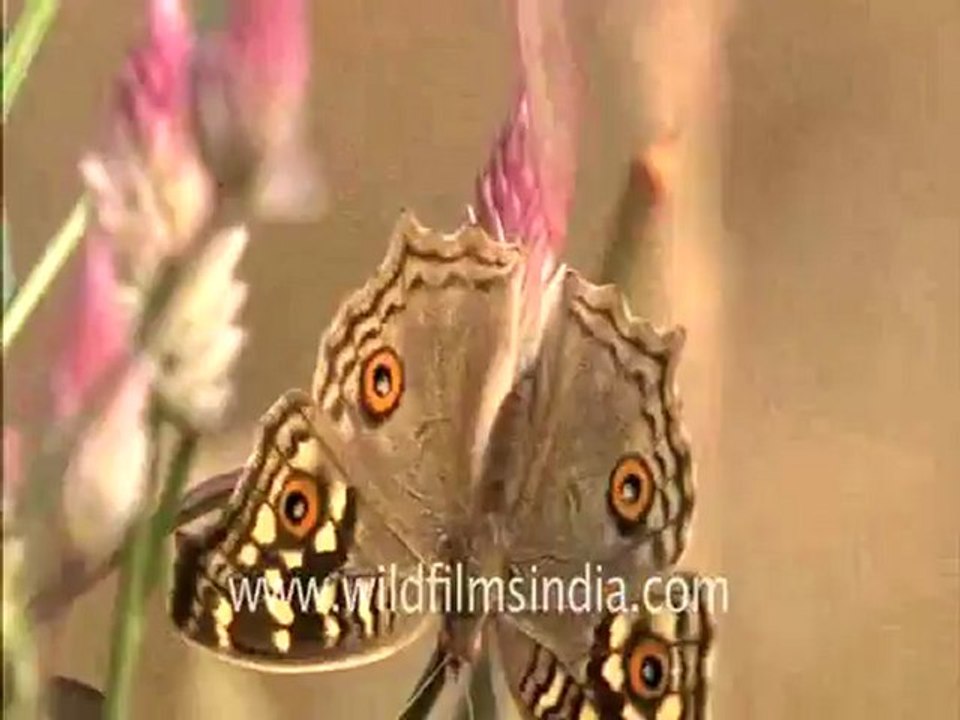 Sariska_HDC_88_3.flv