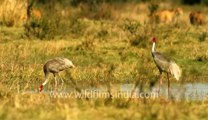 Sarus Cranes trumpeting gloriously.flv