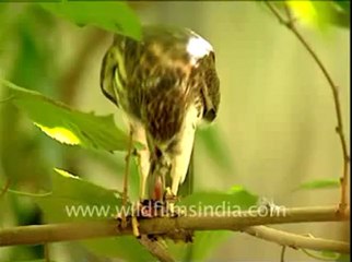 Shikra eating birds.flv