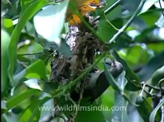 Shivalik monsoon-1.flv