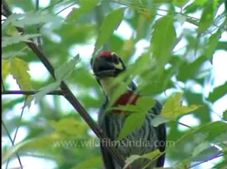 Shivalik monsoon-11.flv