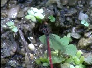 Shivalik monsoon-4.flv