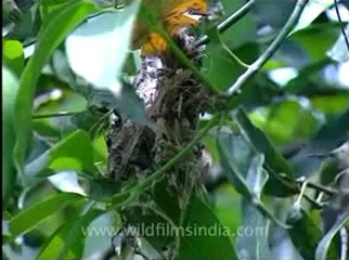 Shivalik monsoon-6.flv