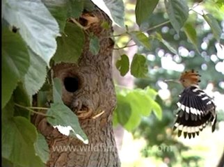 Shivalik monsoon-Hoopee.flv