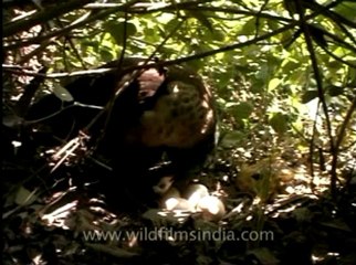 Shivalik monsoon-Indian peacock.flv