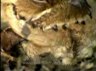 Shivalik monsoon-Nightjar.flv