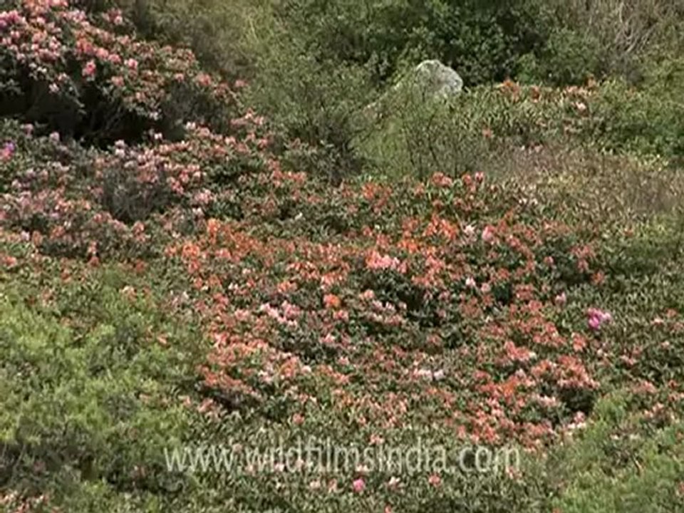 Sikkim_5.flv