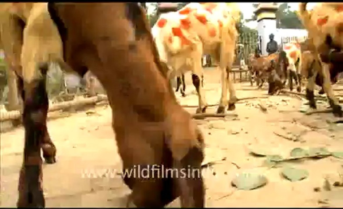 Sonepure_33.flv