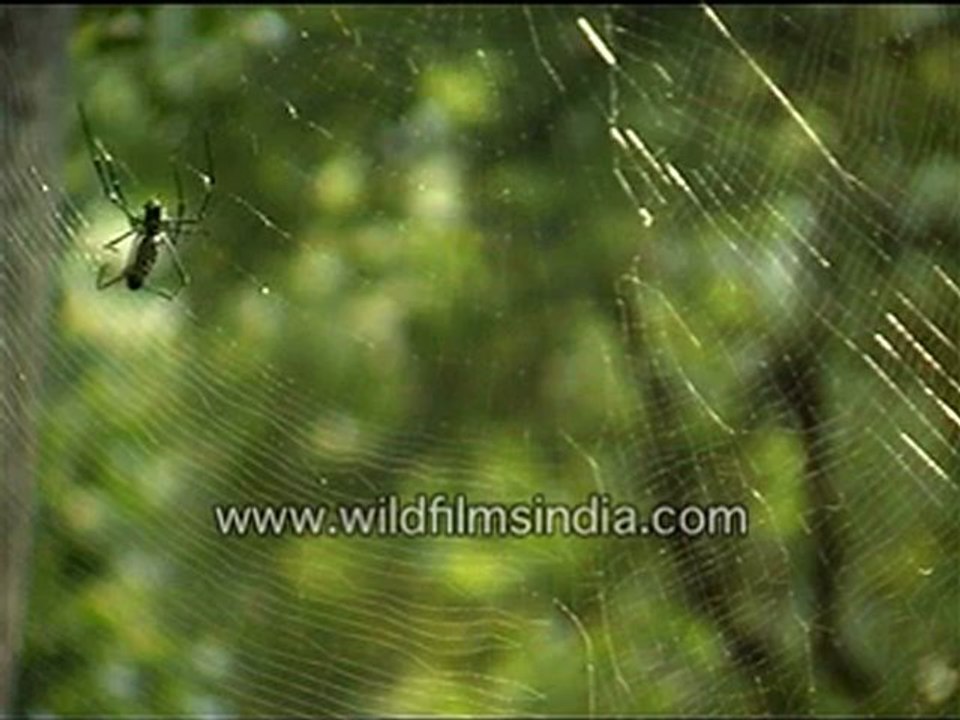 Spider's web