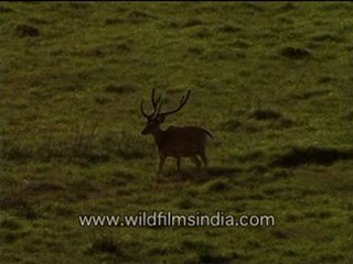 Spotted deer marching-MPEG-4 800Kbps.mp4