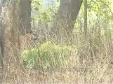 Tiger-kanha-mdv-540-1.flv