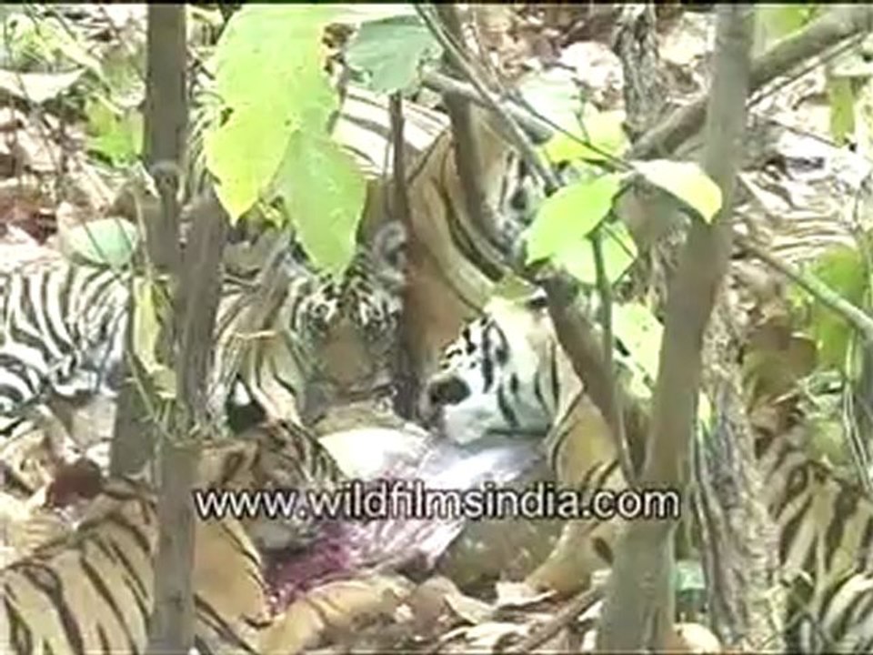 Tigers having a party-MPEG-4 800Kbps.mp4