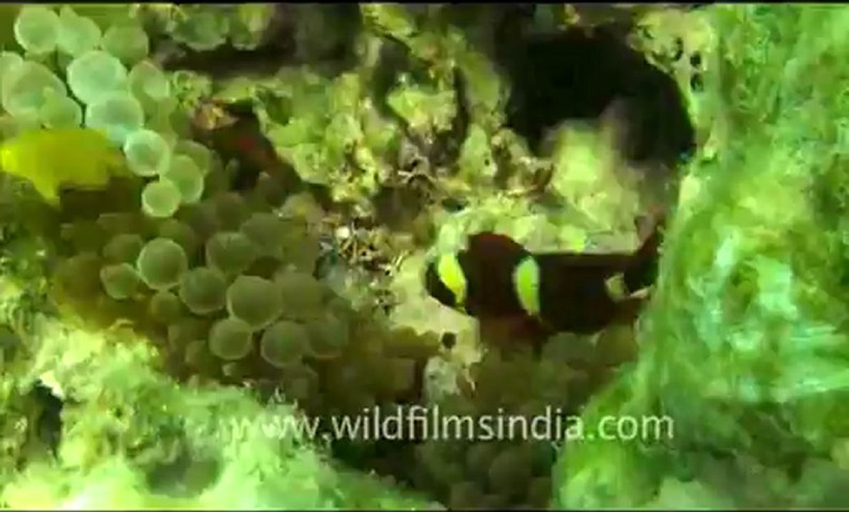 Under water_tape_2a_00-55-23-20.flv