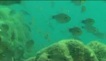 Under water_tape_3a-00-56-56-06.flv