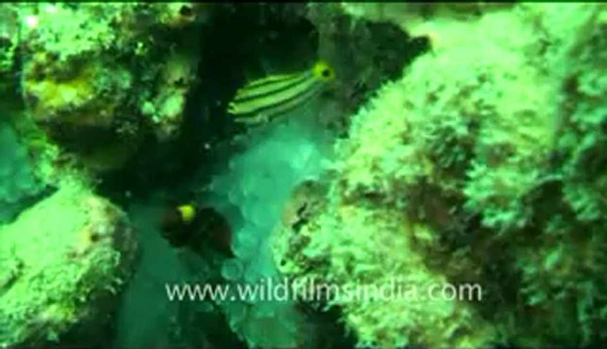 Under water_tape_4a_00-46-59-15.flv