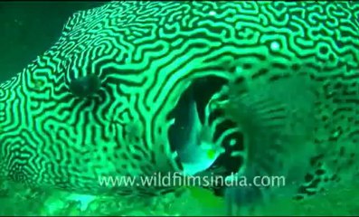 Under water_tape_6a_00-51-00-21.flv