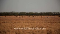 Velavadar Black Buck National Park_2.mov