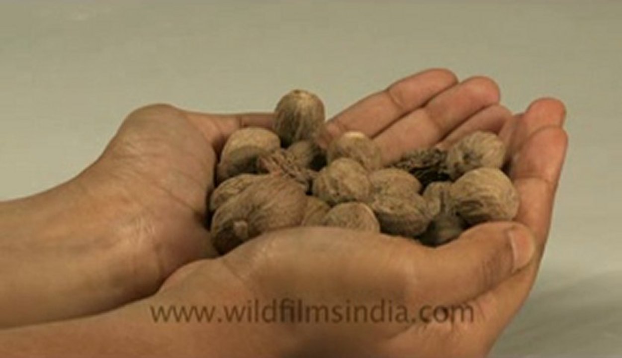 Walnuts-2.flv