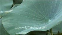 Water droplets on lotus leaves_1.mp4