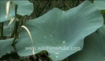 Water droplets on lotus leaves_2.mp4