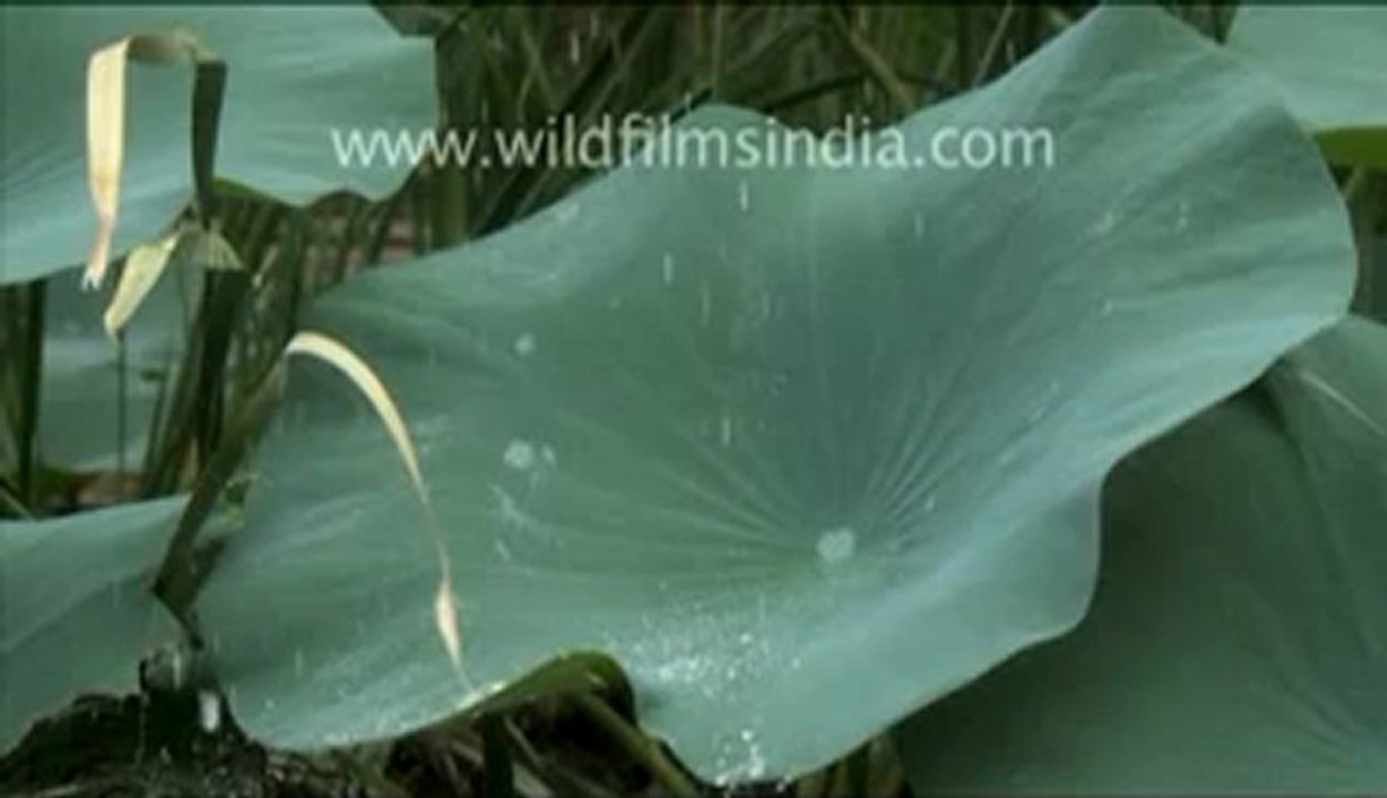 Water droplets on lotus leaves_4.flv