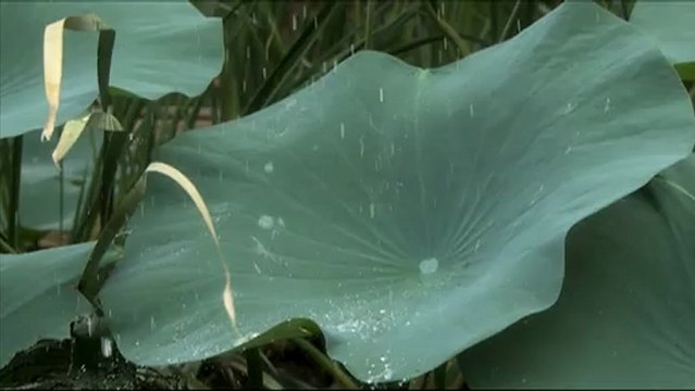 Water droplets on totus leaves_6.mov