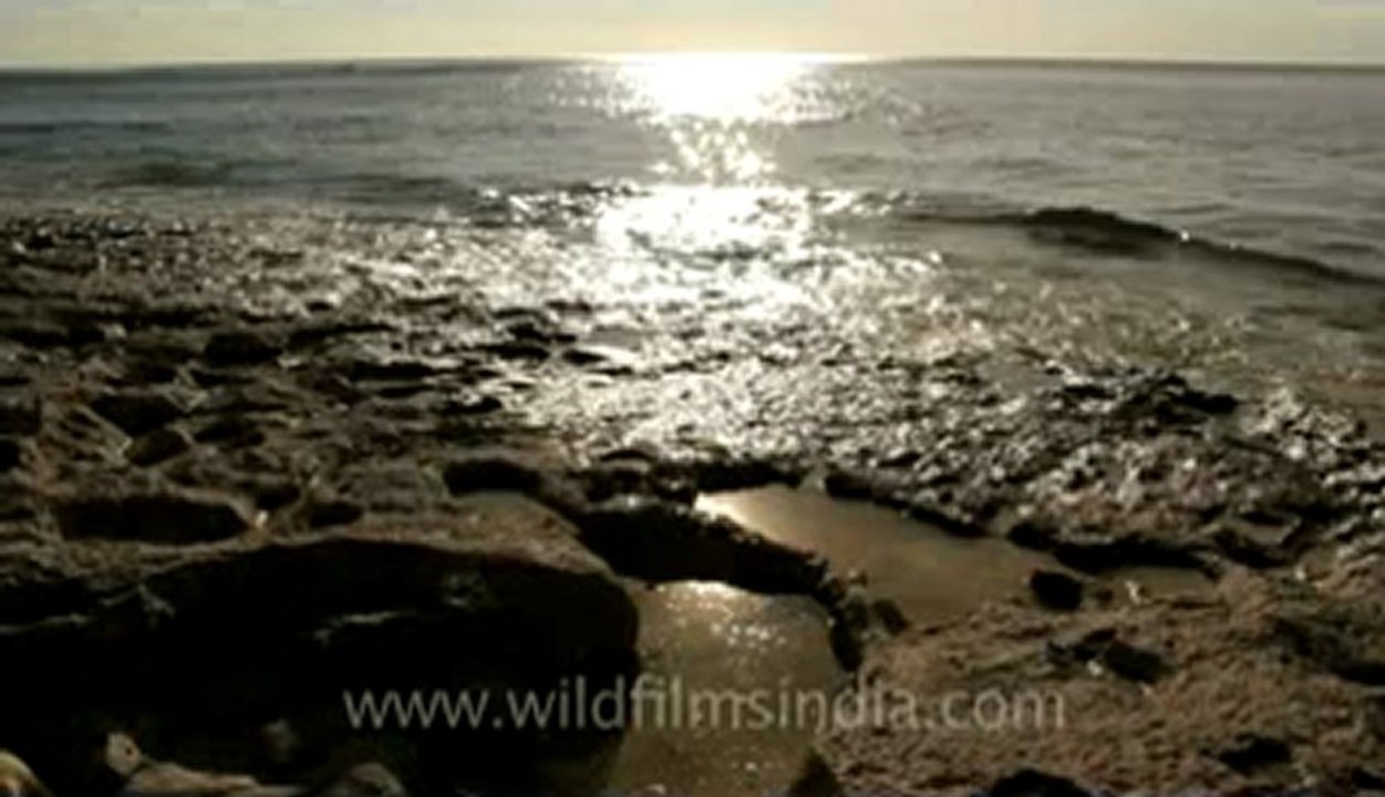Waves-4.flv