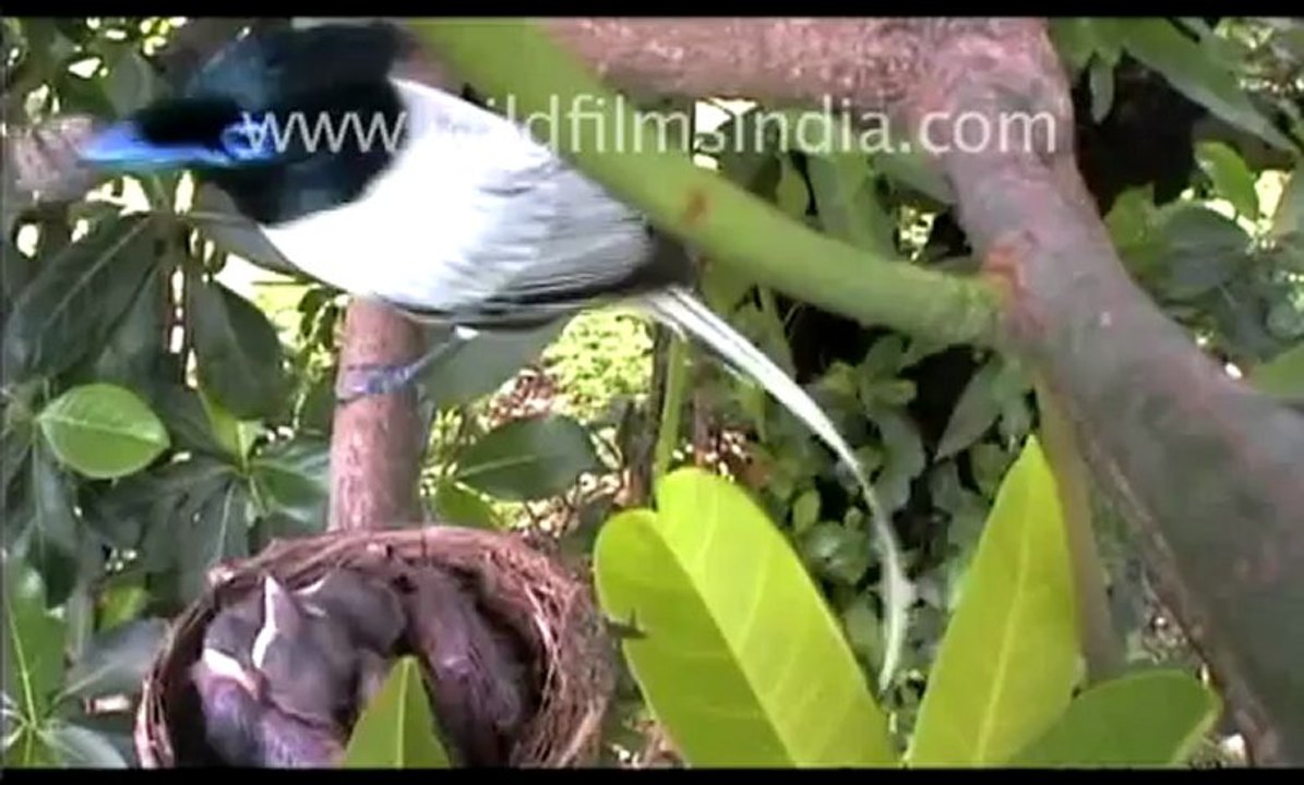 Wild and Adventurous_Eng VO-MPEG-4 .mp4