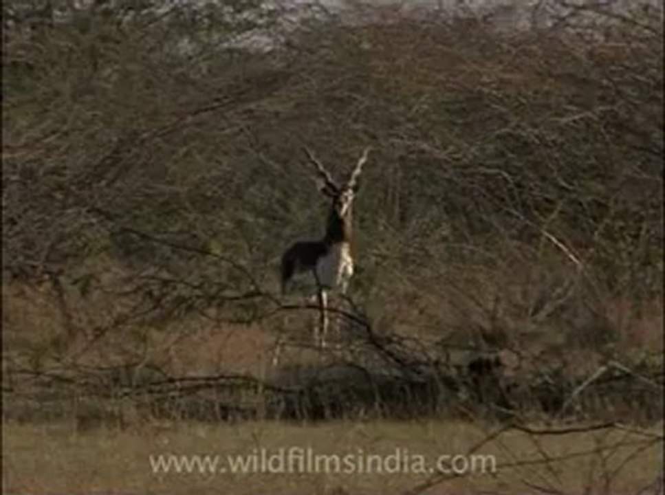 Wildlife-deer-2.flv