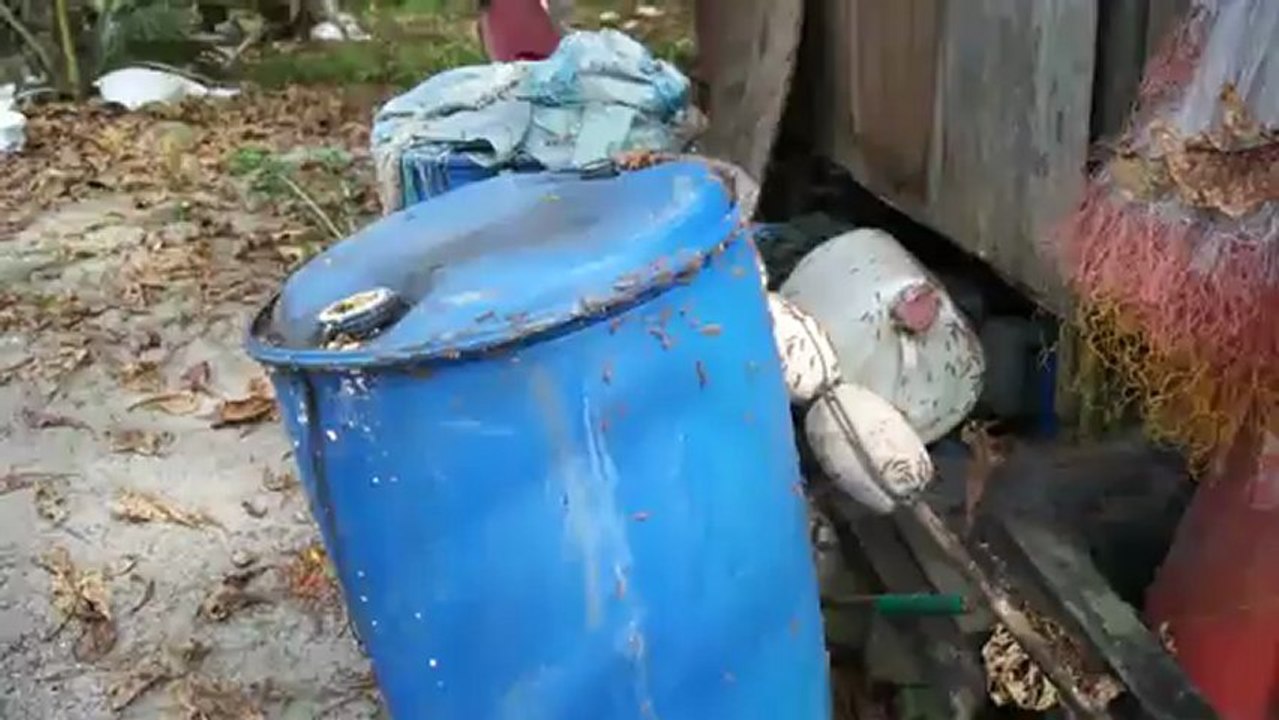 毛虫