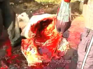 animal slaughter-12.flv