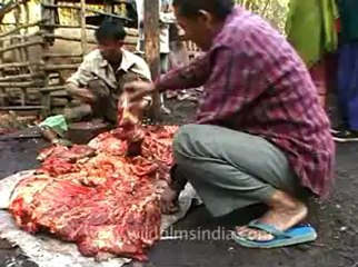 animal slaughter-15.flv