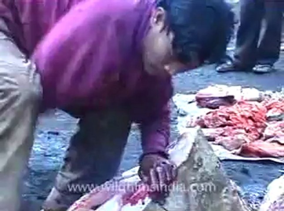animal slaughter-2.flv
