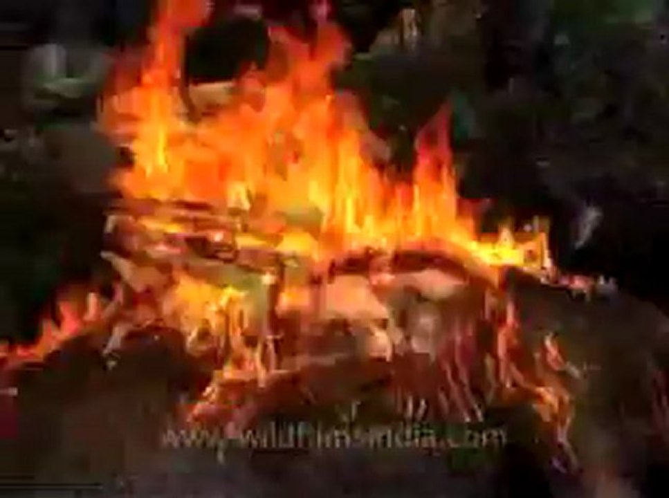animal slaughter-8.flv