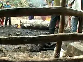 animal slaughter-9.flv