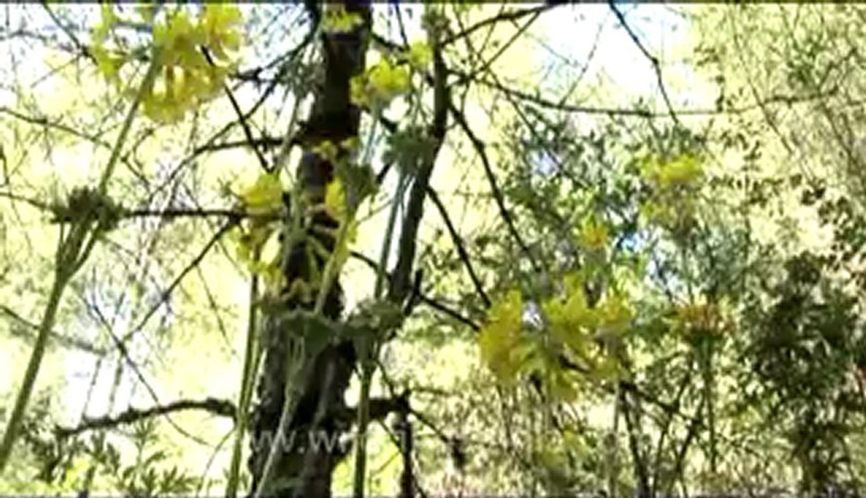 bhutan-thimphu-dochula-3.flv