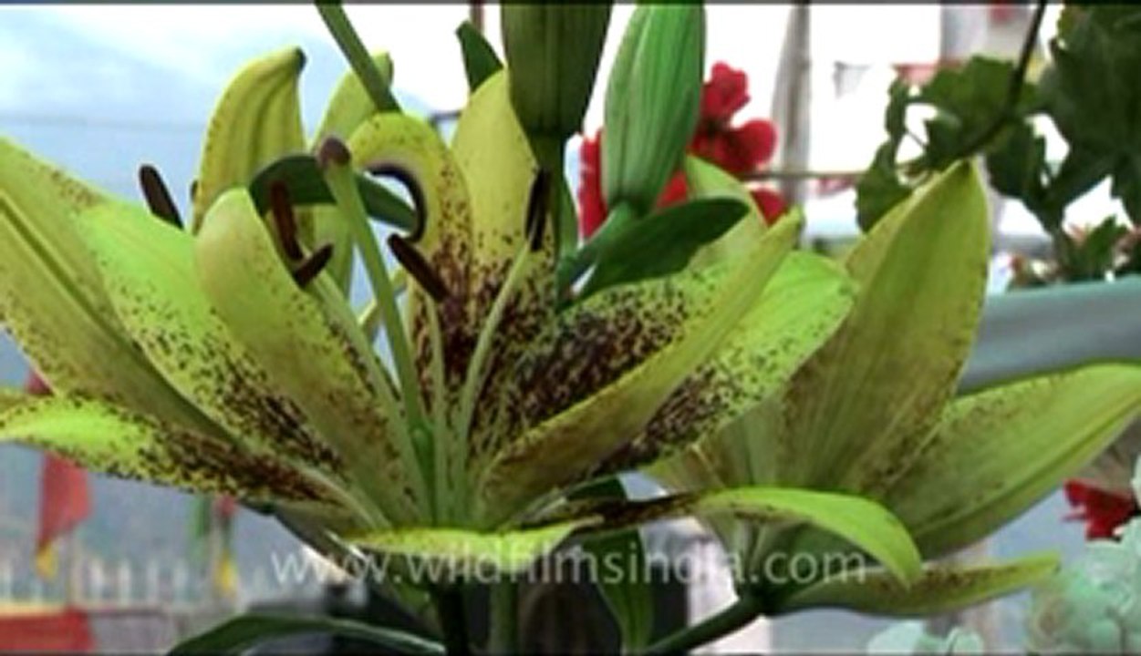 bhutan-thimphu-flower-1.flv