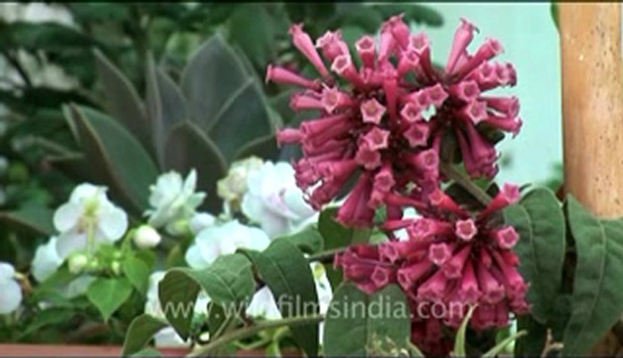 bhutan-thimphu-flower-2.flv