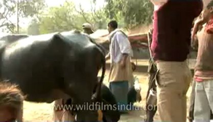 bihar-sonepur fair-hdv-269-14.flv