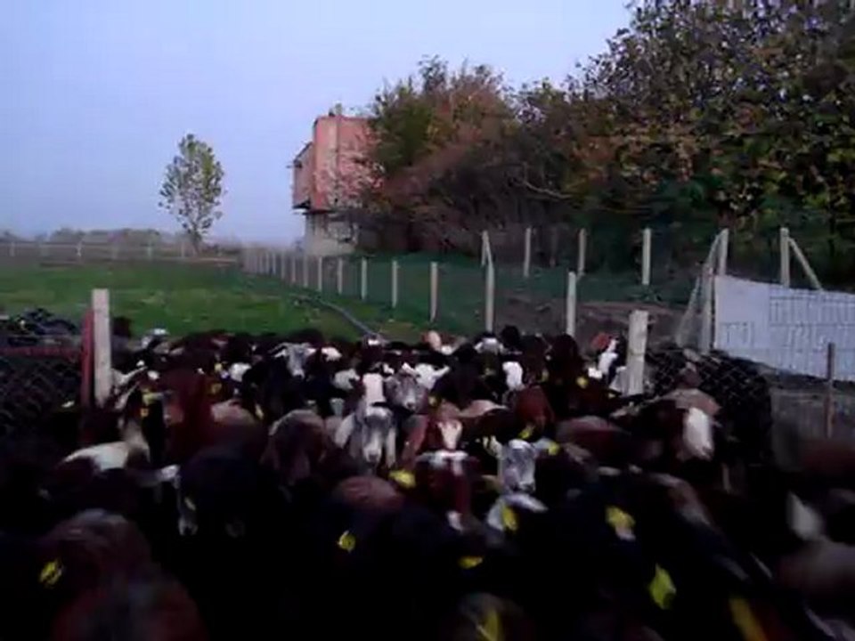 halep keçisi satışı,halep keçisi fiyatları