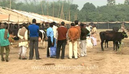 bihar-sonepur fair-hdv-269-2.flv