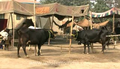 bihar-sonepur fair-hdv-269-4.flv