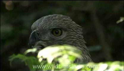 birds-crestedhawkeagle-1-1-DVD-108.flv