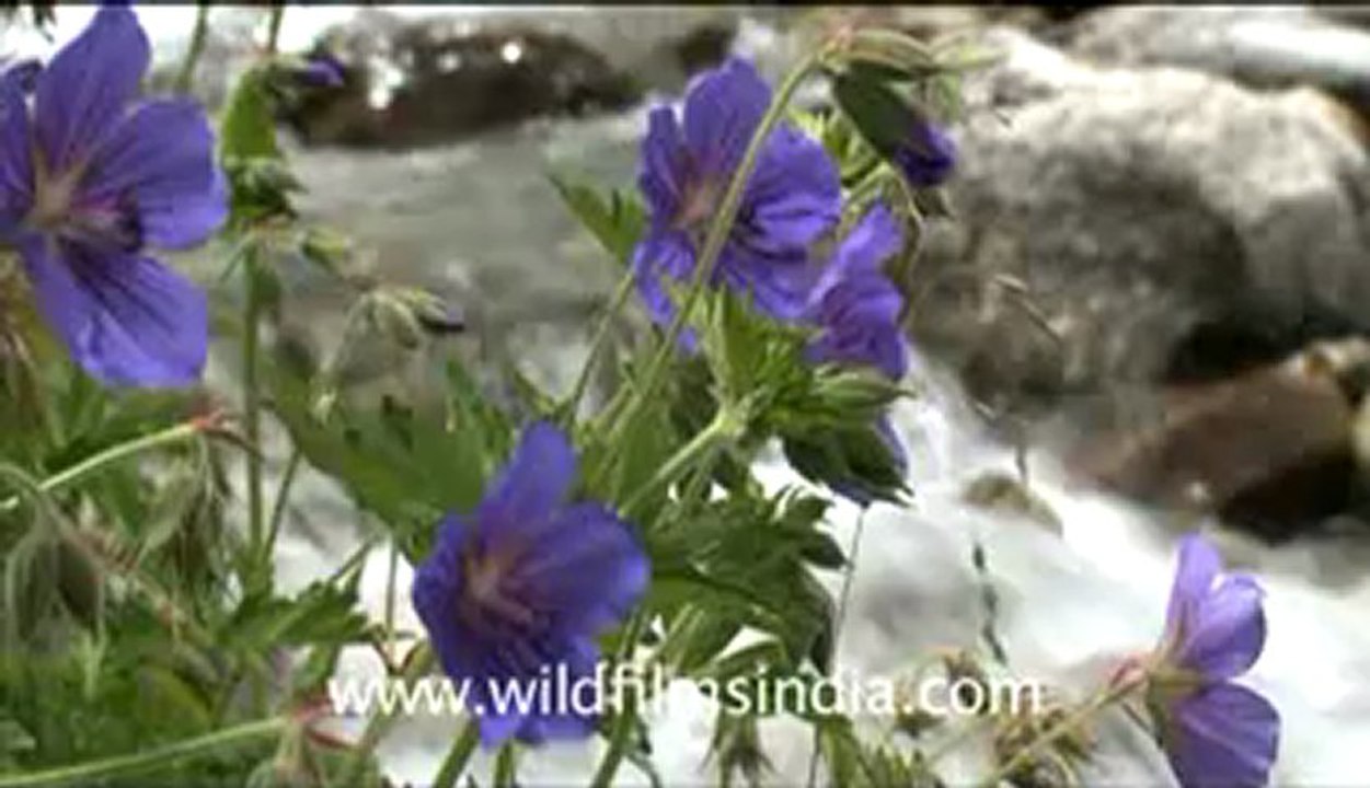 blinkx-Valley of flowers-hdv-4-13.flv