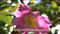 blinkx-Valley of flowers-hdv-4-16.flv