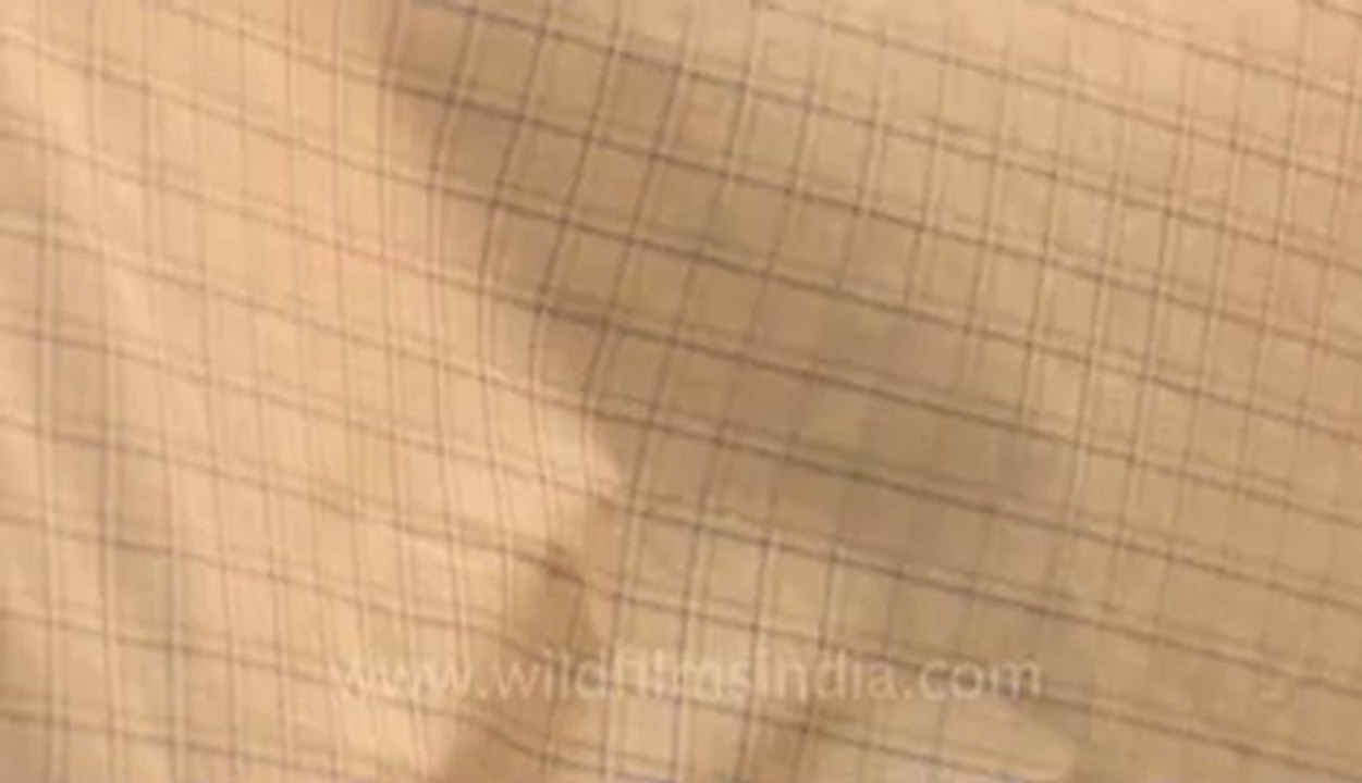 cotton cloth-2.flv