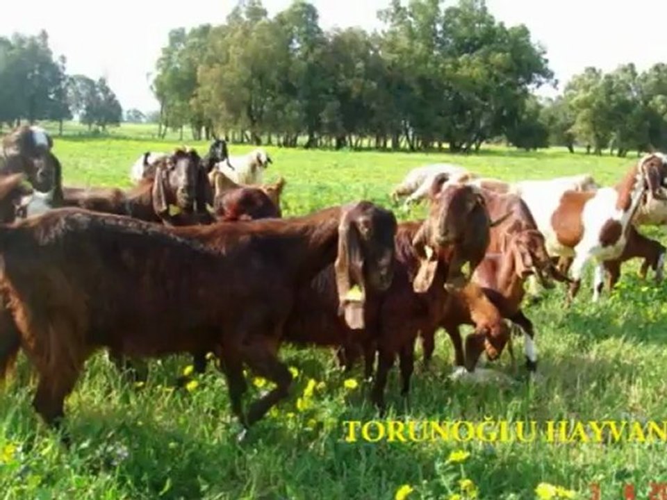halep kecisi ciftlikler,ihalep kecisi fiyatları