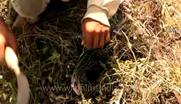 indonesia-bail-rice field-mvi-5459.flv